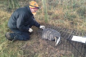 Badger vaccination scheme to be extended in Cheshire