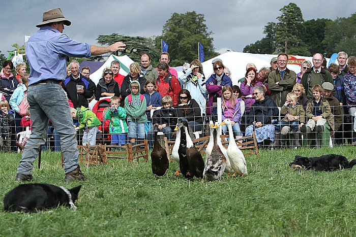 The dog and duck show - family festival at reaseheath college