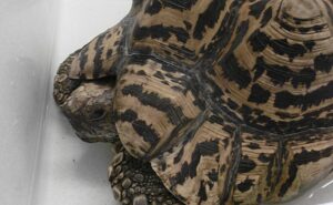 RSPCA wildlife staff in Nantwich seek new home for abandoned tortoise