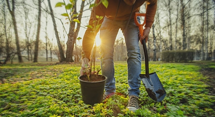 Trees planting in Cheshire East