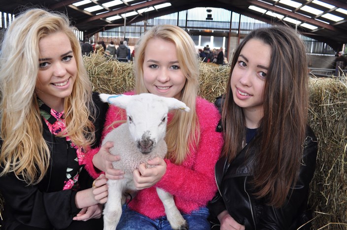 Lambing weekend - twins Jessica and Emily Snape 14 yrs and Grace Copestacke 13 from madeley