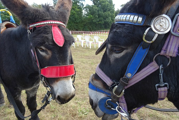 two-donkeys-from-stonehill-donkeys