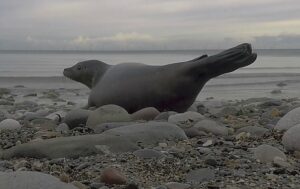 Rescued seal released after 138-day recovery at Nantwich RSPCA centre