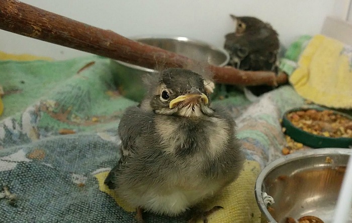 Wagtails, air vent, RSPCA, Leighton Hospital