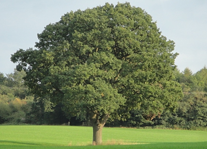 Wellington Oak - Combermere abbey pledge