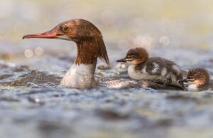 Cheshire Wildlife Trust seeks wildlife photos for 2022 calendar