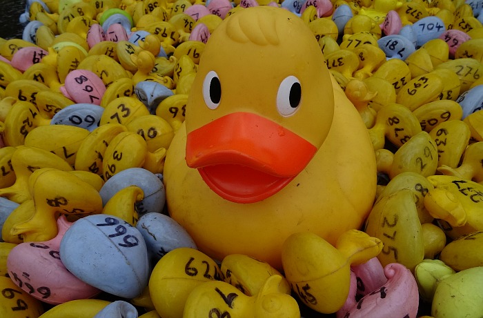 Wistaston Duck Race - promotional photo