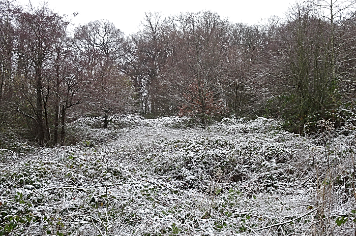 Wistaston - Joey the Swan recreation area -woodland (1)