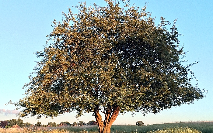 Witters Field - the hawthorn tree before it was destroyed