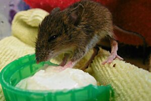 Orphaned mouse saved by Nantwich RSPCA with porridge