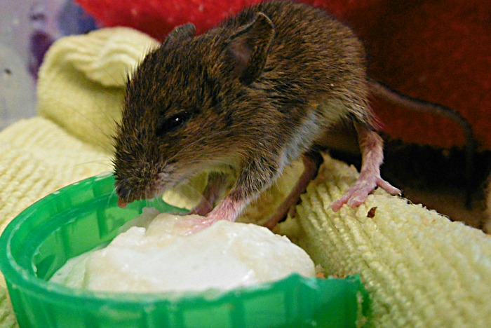 Woodmouse and porridge