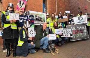 Councillors to back badger vaccinations in bid stop culling