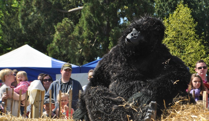 Family festival - a gorilla enjoys the sun at Reaseheath Family Festival