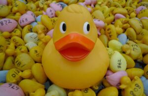 Wistaston to stage annual Duck Race at Joey the Swan