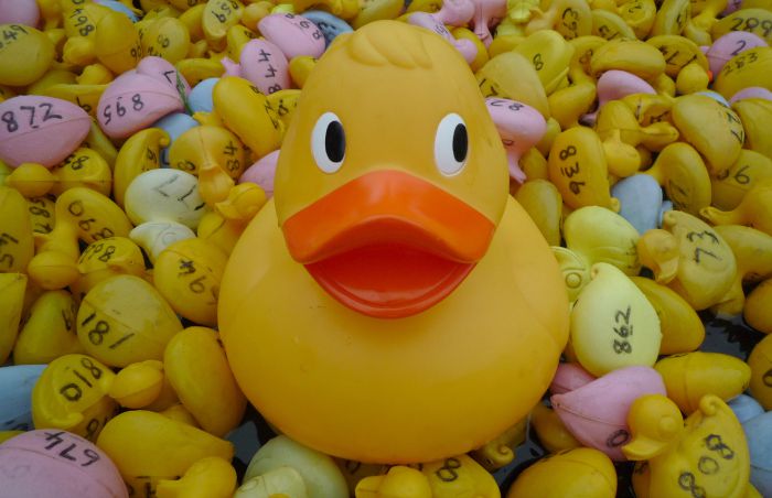 annual duck race Wistaston