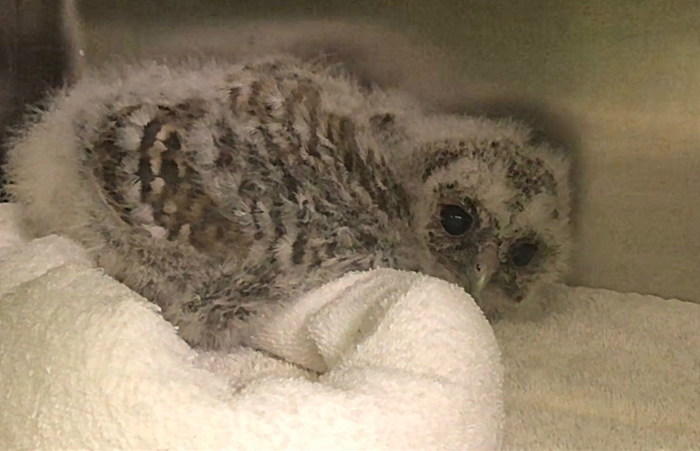 baby bird owlet, stapeley grange