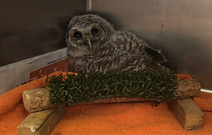 baby bird owlet stapeley grange