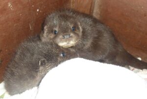 Otters released back to wild after year of care in Nantwich