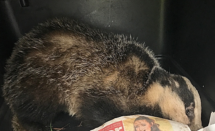 badger - attack, rspca