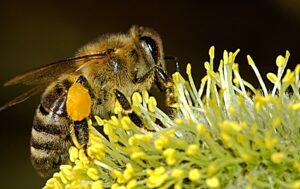 Cheshire Wildlife Trust joins campaign to halt “catastrophic” decline in insects