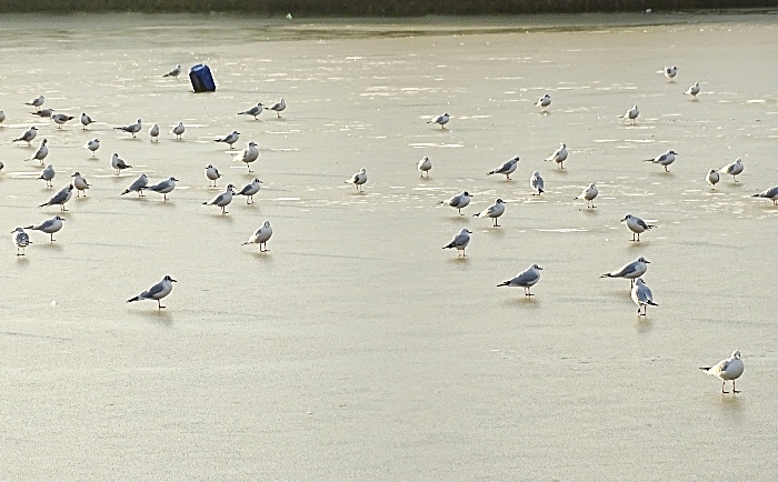 birds frozen Nantwich lake - by Helen