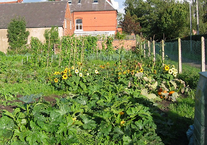 therapy garden - brookfield allotment - pic by Espresso Addict, creative commons