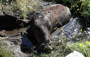 Fire crews rescue bullock stuck in Hankelow ditch near Nantwich