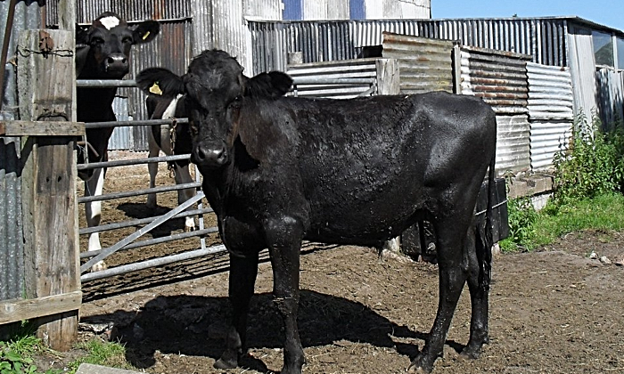 bullock stuck in ditch in nantwich