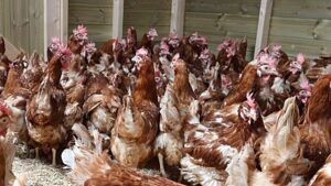 Adoption day for retired hens to be held in Nantwich