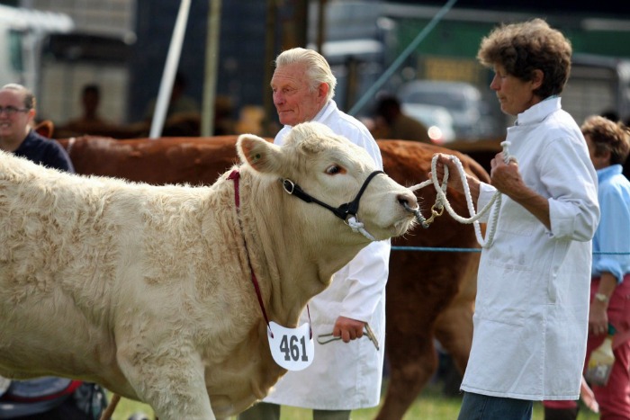 cattle at a South Cheshire agriculture show. Area to become new Food Enterprise Zone