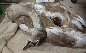 RSPCA appeal after cygnet killed by dog at Nantwich Lake