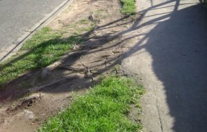 READER’S LETTER:  Restore damaged grass verges in Crewe