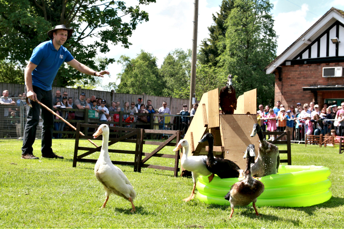 dog and duck show (1)