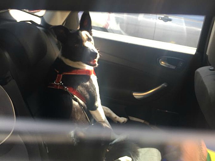 dog in hot car - rspca - B&M Nantwich