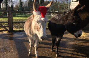 Reaseheath College zoo opens for Christmas weekends