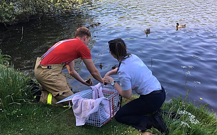 ducklings released