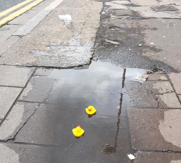 ducks in beam street puddles