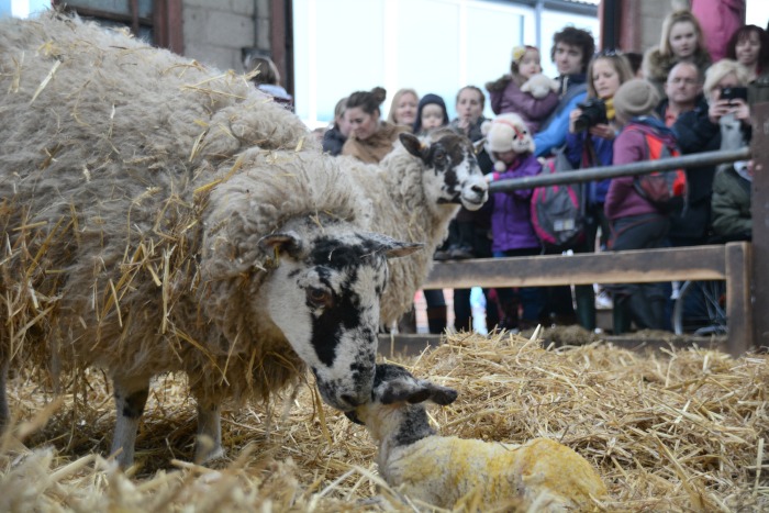 ewe lamb with crowds, lambing weekend