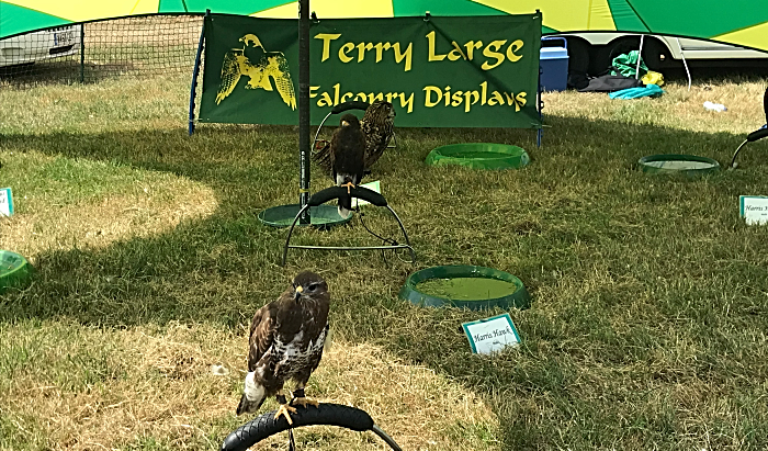 falcon displays at Nantwich Show