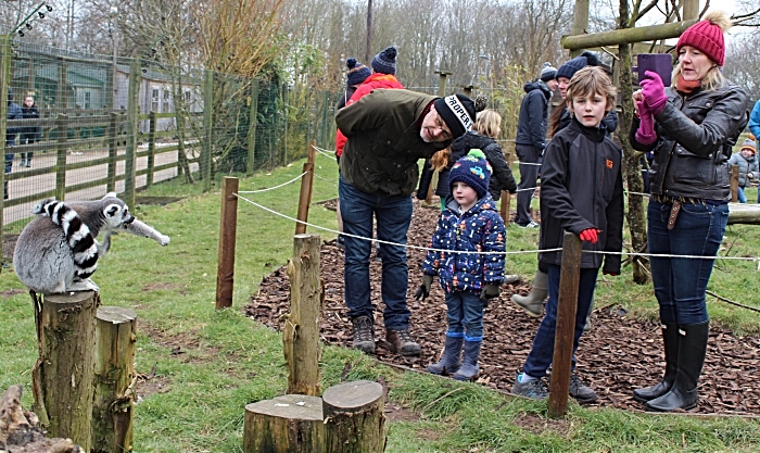 lambing - families enjoy lemur walk (1)