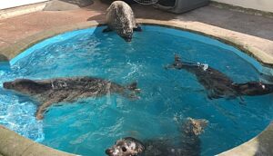 Four young seals treated at RSPCA Stapeley prepare for release