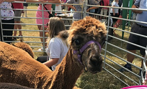 Thousands enjoy sun-soaked Nantwich Show at Dorfold Park