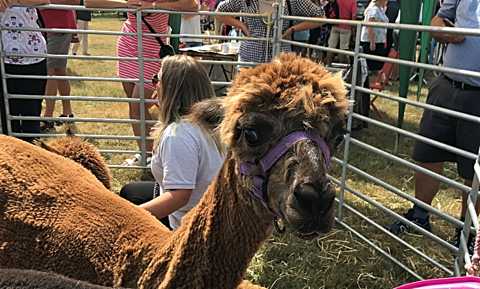 friendly alpacas at Nantwich Show