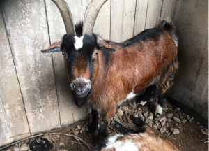 RSPCA rescue heartbroken goat found by dead friend near Shavington