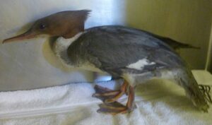 Rare goosander stuck in chimney treated at Stapeley Grange Nantwich