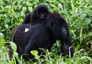 Gorilla conservationist to talk at Reaseheath College event