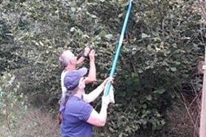 Cheshire Wildlife Trust collects more than 200,000 tree seeds for project