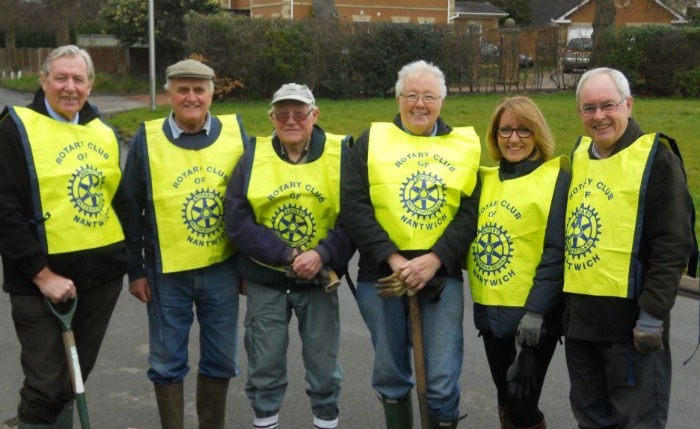 hedge planting on Waterlode by rotary team in Nantwich