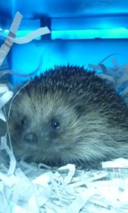 hedgehog, RSPCA Stapeley