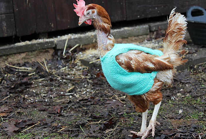 hens in jumper 4